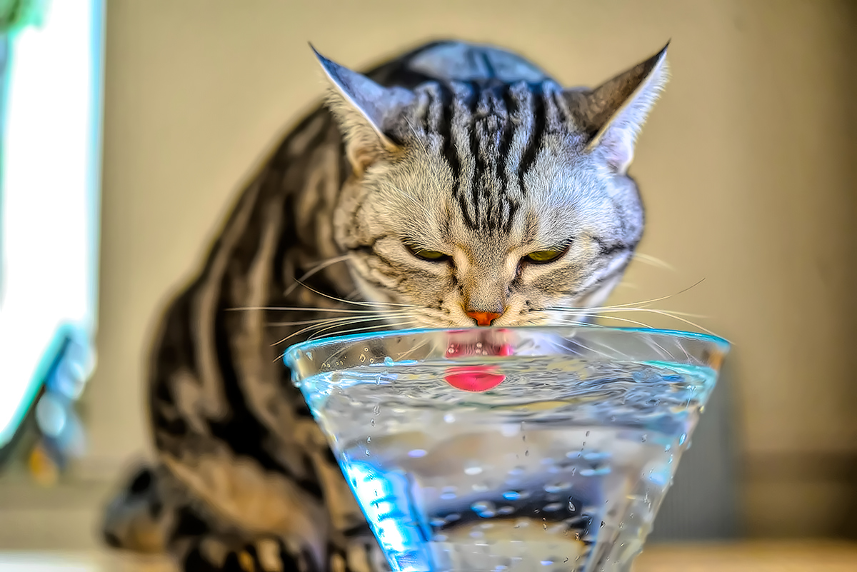 Pet hydration - Bader House Memory Care of Plano, Texas